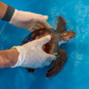 20180103_turtle_clinic_00088