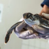 20180103_turtle_clinic_00123