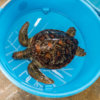 20180103_turtle_clinic_00145