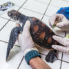 20180103_turtle_clinic_00201