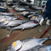 20230717-shiogama-fish-market-00079