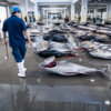 20230717-shiogama-fish-market-00055