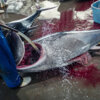 20230717-shiogama-fish-market-00037