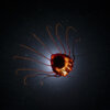 20201018_periphylla_night_00011
