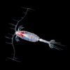 20201022_copepoda_00030_mod