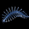20201016_tomopteris_00031_mod