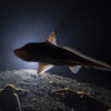 20201018_chimaera_night_00065