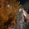 20211025_ghostnet_trondheimfjord_00018
