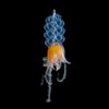 20220527_physophora_hydrostatica_00019_mod_lang