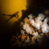 20211025_lily_wall_fjord_00029