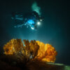 20211026_gorgonia_flash_00032