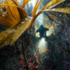 20231019_diver_canyon_00041