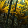 20231019_utvorda_kelp_forest_00004