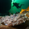 20231020_monkfish_norway_00050