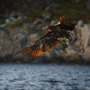 20231020_white_tailed_eagle_00199