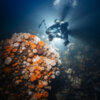 20231023_sea_lily_reef_00043