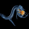 20211024_sea_star_larvae_af_00047_mod