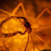 20201020_spider_crab_00143