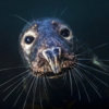 A grey seal curiously approaches the camera