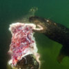 Grey seal bull feeding on a freshly killed harbour seal