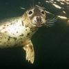 A grey seal approaches the camera