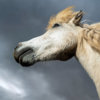 20180807_iceland_horse_00076_1