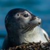 20180810_harbour_seal_00105_1