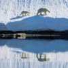 20110625_polar_bear_mother_cub_01_1