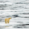 polar_bear_liefdefjord_20110708_05_1