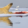 20120712_polar_bear_sea_ice_01_1