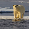 20120712_polar_bear_sea_ice_02_1