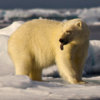 20120712_polar_bear_sea_ice_03_1