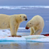 20120712_polar_bear_ice_feeding_01_1