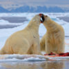 20120712_polar_bear_ice_feeding_02_1