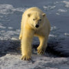 20120724_polar_bear_sea_ice_04_1