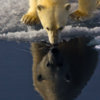 20120724_polar_bear_sea_ice_05_1