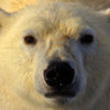 20120724_polar_bear_sea_ice_06_1
