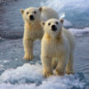 20120724_polar_bear_sea_ice_07_1