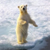 20120724_polar_bear_sea_ice_08_1