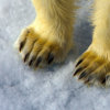 uli_kunz_wild_planet_bears_03_1