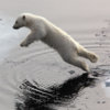 20120724_polar_bear_sea_ice_09_1
