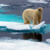 20130723_polar_bear_sea_ice_01_1