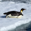 20111215_emperor_snow_hill_02