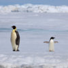 20111215_emperor_snow_hill_03