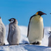 20181122_emperor_penguin_00137