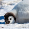 20181122_emperor_penguin_00201