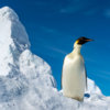 20181122_emperor_penguin_00047