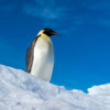 20181122_emperor_penguin_00056