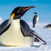 20181122_emperor_penguin_00083